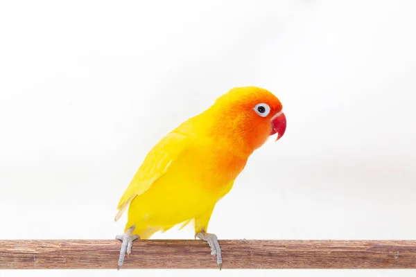 Подвійний Жовтий Невеликий Папуга Стенд Шматок Дерева Білому Тлі — стокове фото
