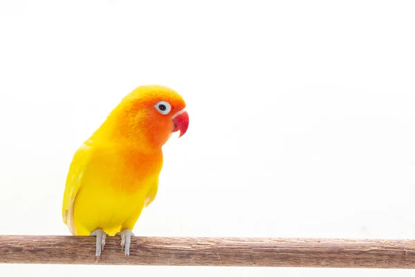 Double Yellow Lovebird Pie Sobre Trozo Madera Sobre Fondo Blanco —  Fotos de Stock