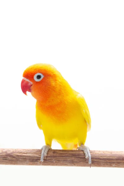 Double Yellow Lovebird Stand Piece Wood White Background — Stock Photo, Image