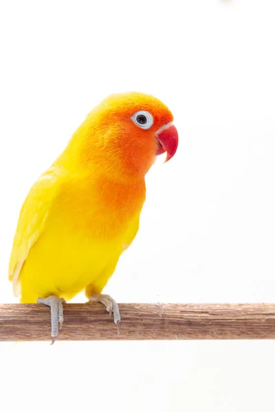 Подвійний Жовтий Невеликий Папуга Стенд Шматок Дерева Білому Тлі — стокове фото