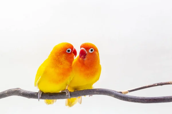 Dvojitá Žlutá Lovebird Stojan Kousek Dřeva Bílém Pozadí — Stock fotografie