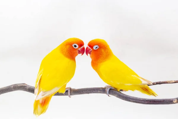 Double Yellow Lovebird Pie Sobre Trozo Madera Sobre Fondo Blanco —  Fotos de Stock