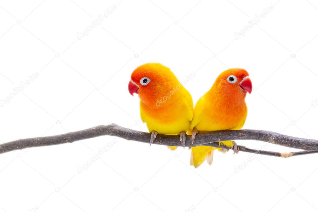 The Double Yellow Lovebird stand on a piece of wood on white background
