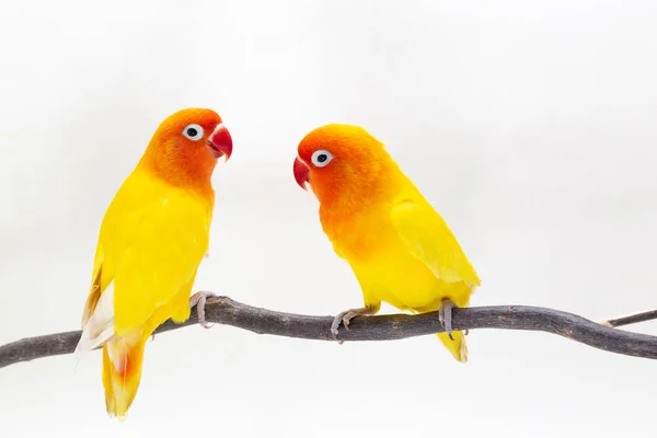 Dvojitá Žlutá Lovebird Stojan Kousek Dřeva Bílém Pozadí — Stock fotografie