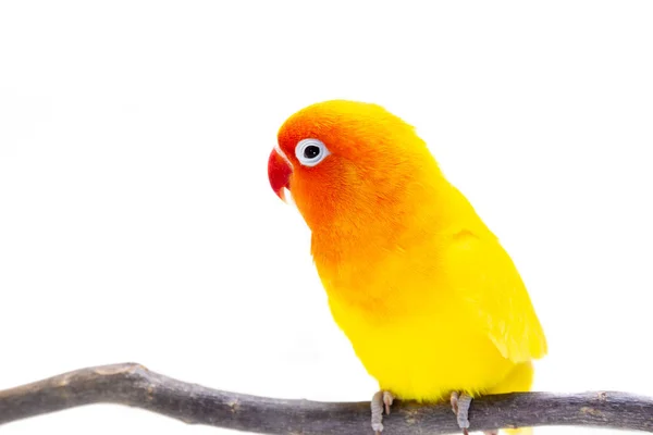 Lovebird Amarelo Duplo Fica Pedaço Madeira Fundo Branco — Fotografia de Stock