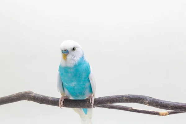 Blue White Budgie Budgerigar Bird Fundo Branco — Fotografia de Stock