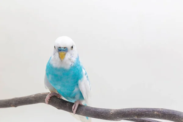 Μπλε Και Άσπρο Budgie Budgerigar Πουλί Λευκό Φόντο — Φωτογραφία Αρχείου