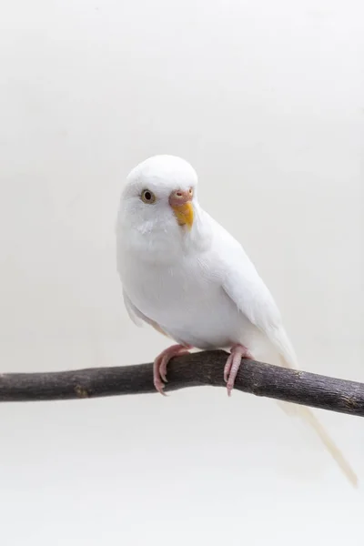 白いセキセイインコ鳥 白い背景にバッジー — ストック写真