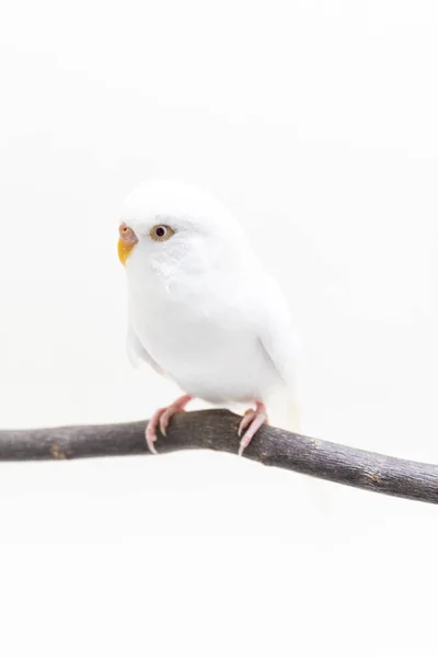 Uccello Bianco Budgerigar Budgie Sfondo Bianco — Foto Stock