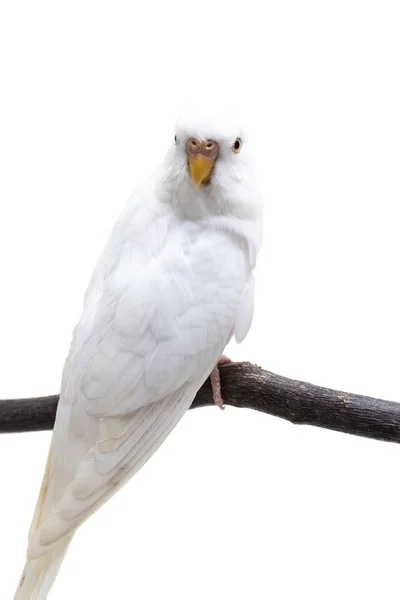 Uccello Bianco Budgerigar Budgie Sfondo Bianco — Foto Stock