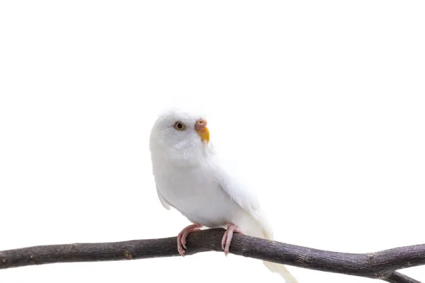 Uccello Bianco Budgerigar Budgie Sfondo Bianco — Foto Stock
