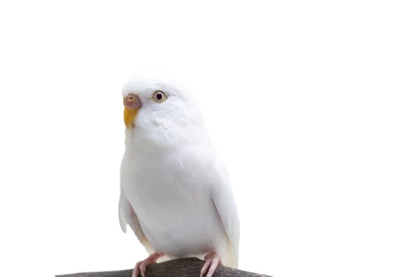 Uccello Bianco Budgerigar Budgie Sfondo Bianco — Foto Stock