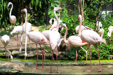 Kafeste yaşamak grup pembe flamingo