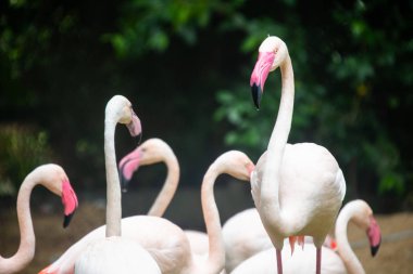 Kafeste yaşamak grup pembe flamingo