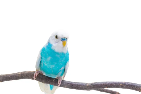 Budgie Bianco Blu Budgerigar Bird Sfondo Bianco — Foto Stock