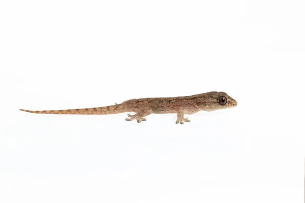Pequeno Comon House Gecko Fundo Branco — Fotografia de Stock