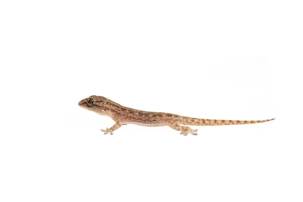 Small Comon House Gecko White Background — Stock Photo, Image