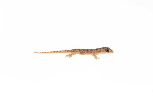 Small Comon House Gecko White Background — Stock Photo, Image