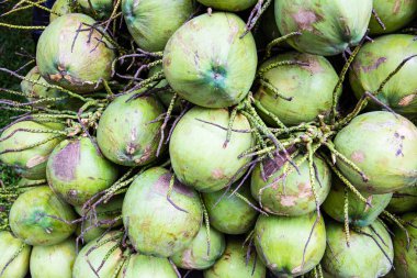 Toplu Hindistan cevizi meyve içinde belgili tanımlık çarşı