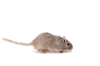 Moğol gerbil, çöl sıçan beyaz arka plan üzerinde çöp
