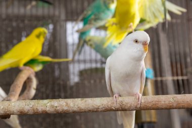 Grup içinde belgili tanımlık kafes muhabbet kuşu