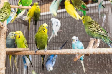 Grup içinde belgili tanımlık kafes muhabbet kuşu