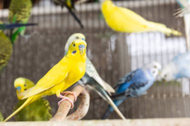 Grup içinde belgili tanımlık kafes muhabbet kuşu