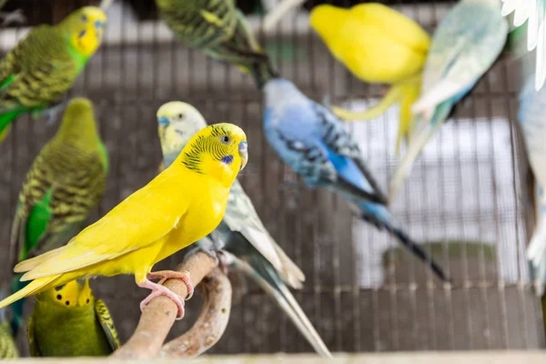 Groupe Budgerigar Dans Cage — Photo