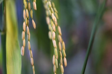 Tohum ve yeşil bırakın pirinç bitki alanında göster