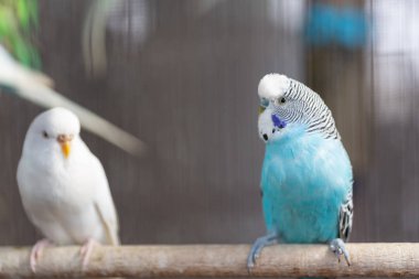 Grup fantezi renk muhabbet kuşu kafes içinde