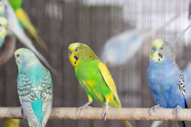 Group of Fancy color Budgerigar in the cage clipart