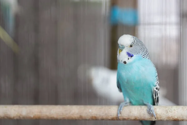 Groupe Couleur Fantaisie Budgerigar Dans Cage — Photo