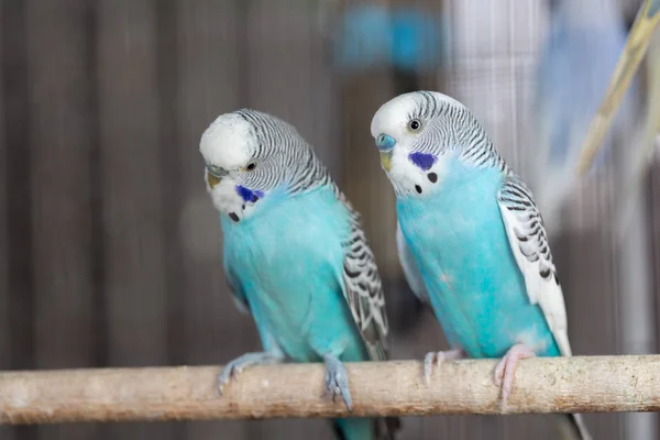 Groupe Couleur Fantaisie Budgerigar Dans Cage — Photo