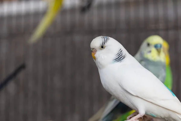 Groupe Couleur Fantaisie Budgerigar Dans Cage — Photo