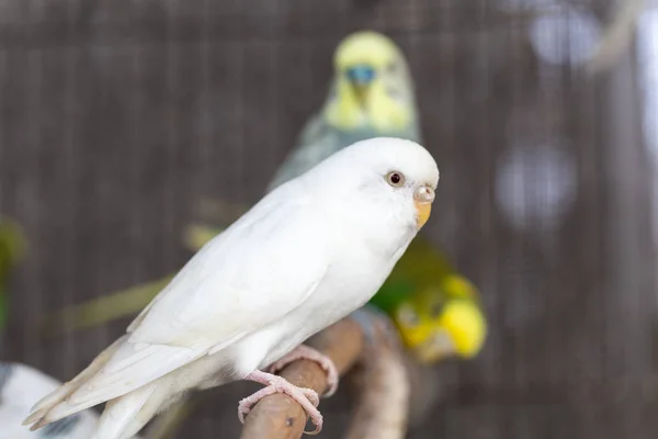 Groupe Couleur Fantaisie Budgerigar Dans Cage — Photo