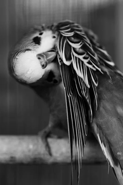 Black White Budgerigar Show Texture Action — Stock Photo, Image