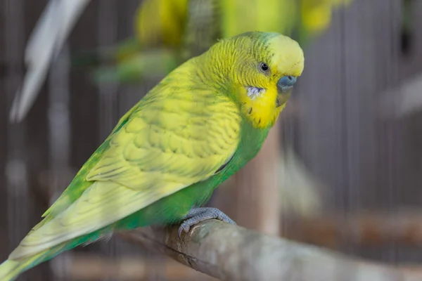 Ομάδα Φανταχτερό Χρώμα Budgerigar Στο Κλουβί — Φωτογραφία Αρχείου