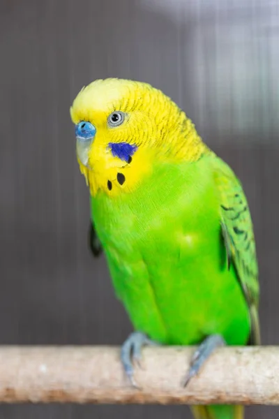 Gruppo Colori Fantasia Budgerigar Nella Gabbia — Foto Stock