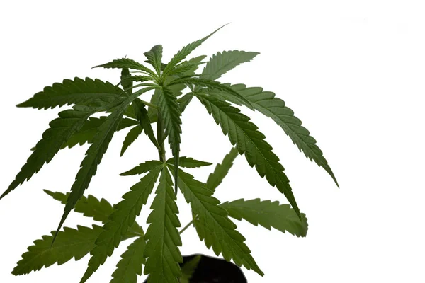 La planta de cannabis, Ganja — Foto de Stock