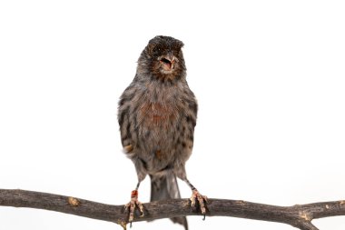 House Finch