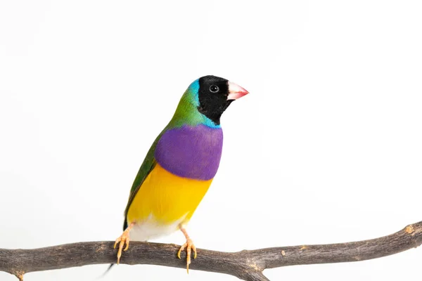 Gouldian レインボーフィンチ鳥 ストック画像