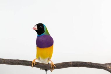 gouldian finch kuş