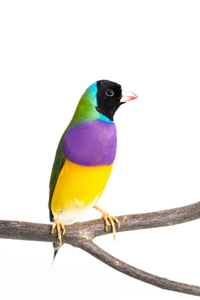 gouldian finch kuş