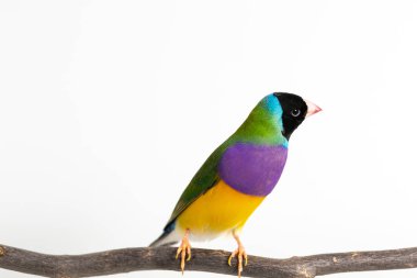 gouldian finch kuş