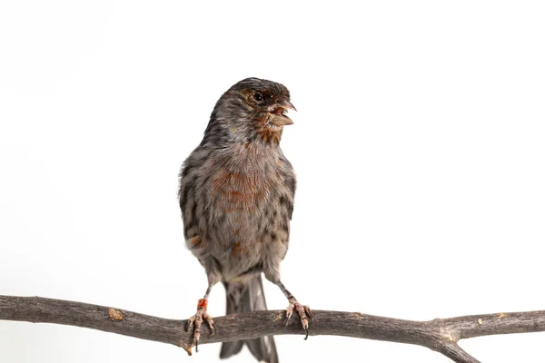 The House Finch — Stock Photo, Image