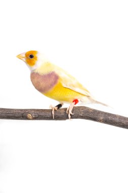 gouldian finch kuş