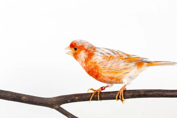 El pinzón de casa — Foto de Stock