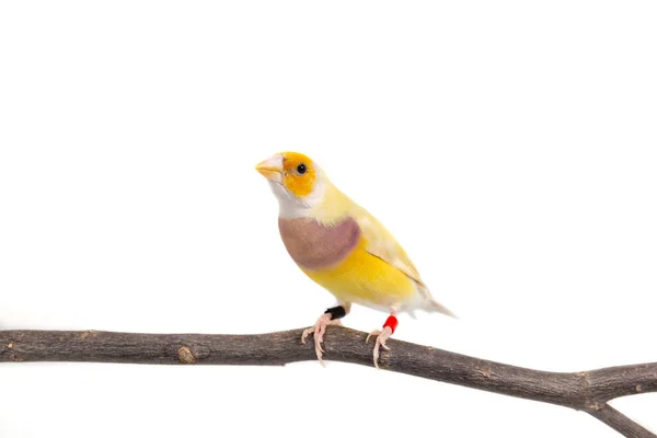 Gouldian レインボーフィンチ鳥 — ストック写真