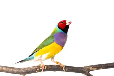 gouldian finch kuş