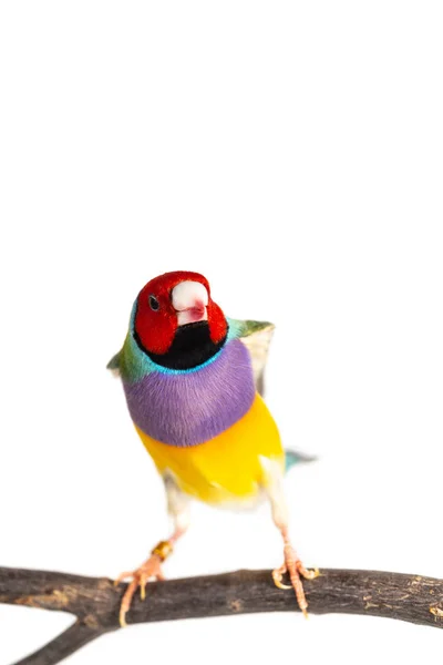 Gouldian レインボーフィンチ鳥 — ストック写真